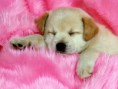 /album/fotogaleria-inicio/cachorros-05-nki-jpg/